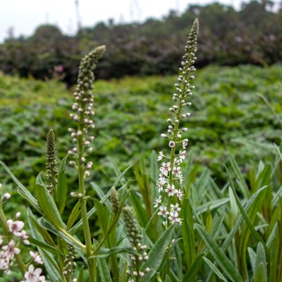 Lysimachia ephemerum, Silverlysing
