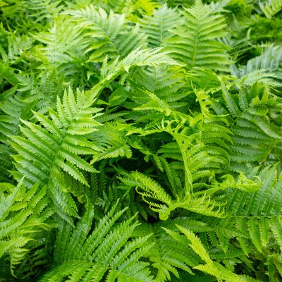 Matteuccia struthiopteris, Strutbräken