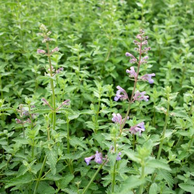 Nepeta faassenii Junior Walker ®, Kantnepeta / Kattmynta