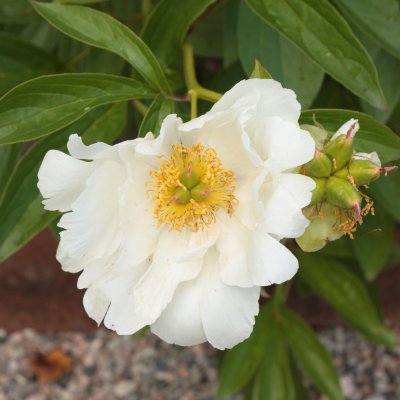 Paeonia lactiflora Krinkled White