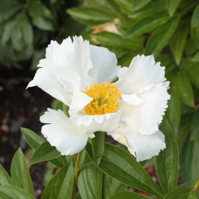 Paeonia lactiflora Krinkled White