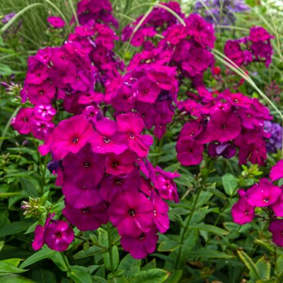 Phlox paniculata The King, Höstflox