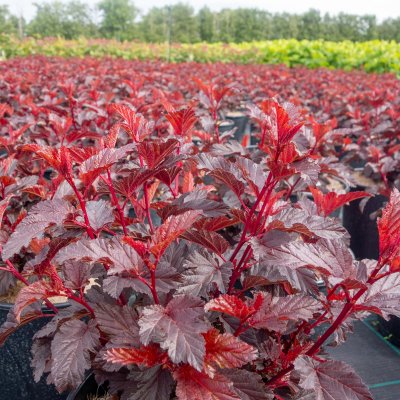 Physocarpus opulifolius All Black ® (Minall2), Smällspirea