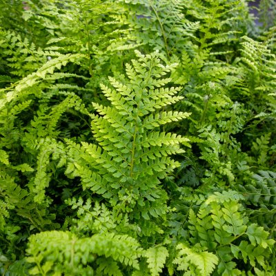 Polystichum setiferum