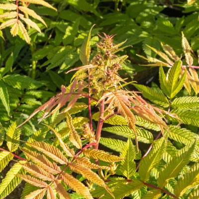 Sorbaria sorbifolia Sem ®, Rönnspirea