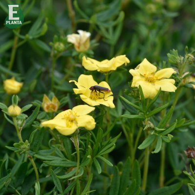 Dasiphora fruticosa Fridhem E, Ölandstok, busk C3,5