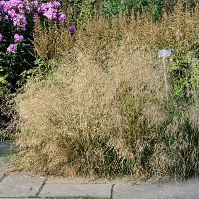 Deschampsia cespitosa Goldtau