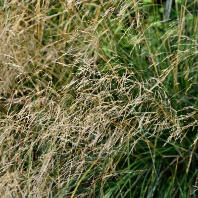 Deschampsia cespitosa Goldtau