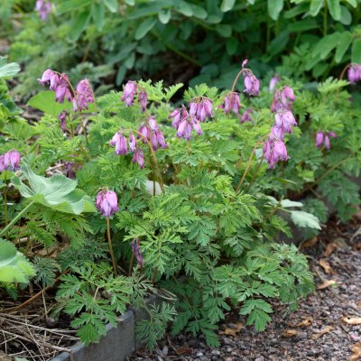 Dicentra formosa