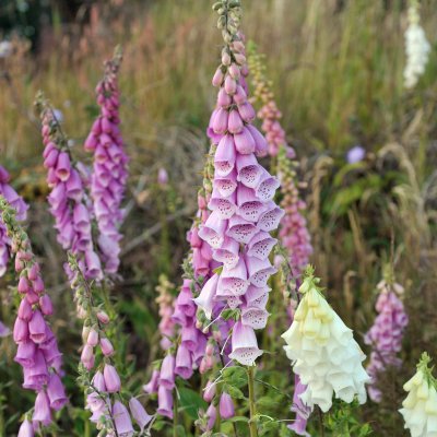 Digitalis purpurea