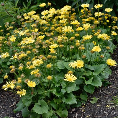 Doronicum orientale Little Leo, Vårkrage, P9cm