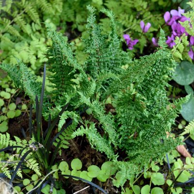 Dryopteris affinis Crispa Gracilis (Crispa Congesta)