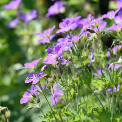 Geranium sylvaticum Mayflower