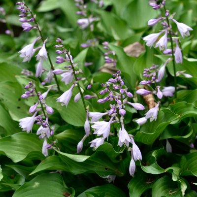 Hosta Harry van Trier, Funkia, P11cm