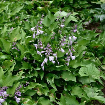 Hosta Harry van Trier, Funkia, P11cm
