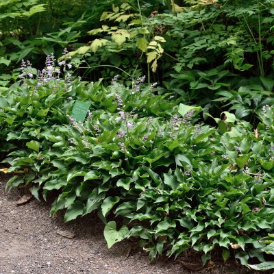 Hosta Harry van Trier, Funkia, P11cm