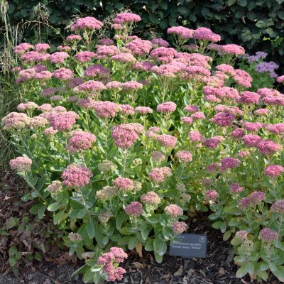 Hylotelephium spectabile Brilliant