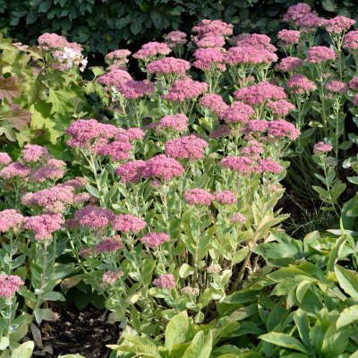 Hylotelephium spectabile Brilliant
