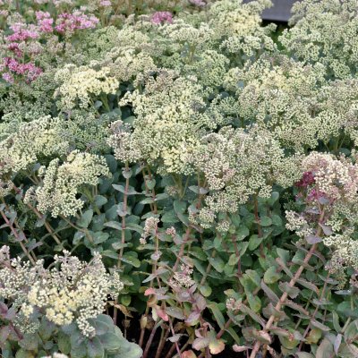 Hylotelephium telephium subsp. ruprechtii Hab Gray