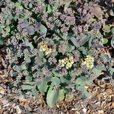 Hylotelephium telephium subsp. ruprechtii Hab Gray