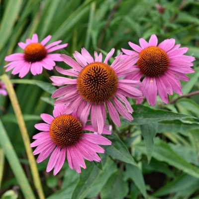 Echinacea purpurea Magnus Superior