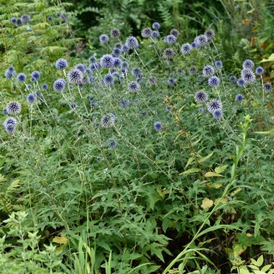 Echinops bannaticus