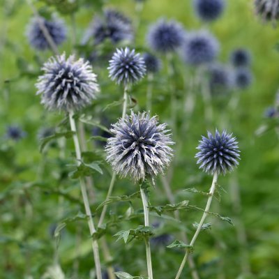 Echinops bannaticus