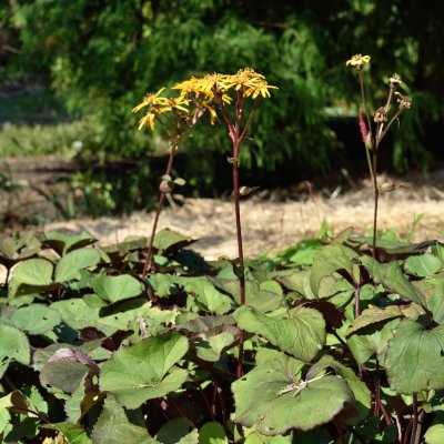 Ligularia dentata Desdemona, Klippstånds
