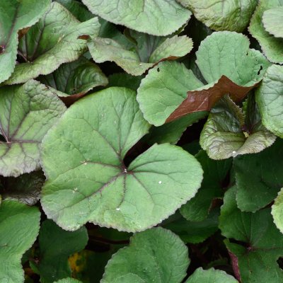 Ligularia dentata Desdemona, Klippstånds
