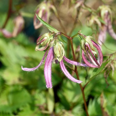Campanula hybr. Pink Octopus ®, Blåklocka, P9cm