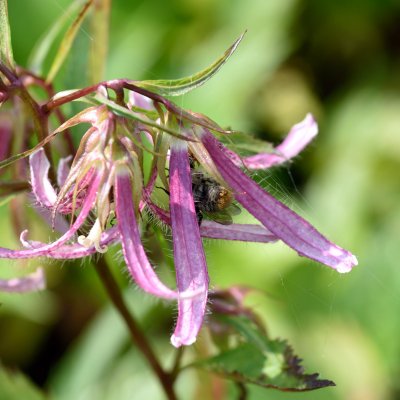 Campanula hybr. Pink Octopus ®, Blåklocka, P9cm