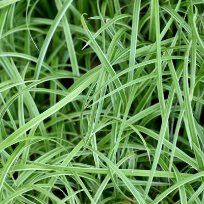 Carex Silver Sceptre