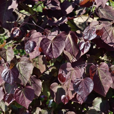 Cercis canadensis Forest Pansy, Amerikanskt Judasträd