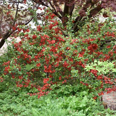 Chaenomeles x superba Crimson and Gold, Hybridrosenkvitten, busk C3,5