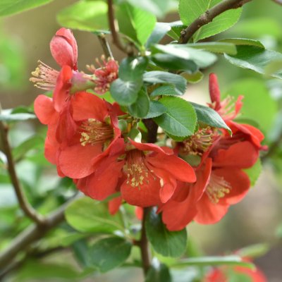 Chaenomeles x superba Crimson and Gold, Hybridrosenkvitten, busk C3,5