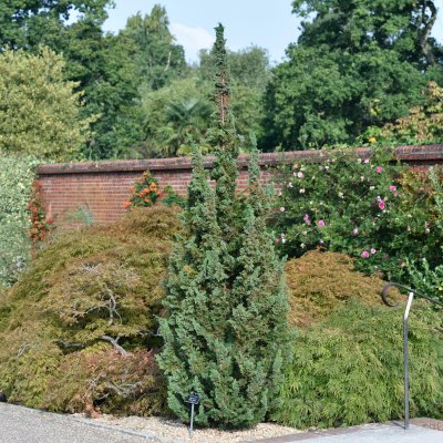 Chamaecyparis lawsoniana Little Spire, Ädelcypress
