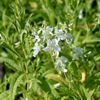 Chamaenerion (Epilobium) angustifolium Album, Rallarros
