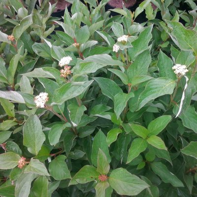 Cornus sericea Farba E, Videkornell, busk C3,5
