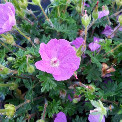 Geranium sanguineum Max Frei, Blodnäva