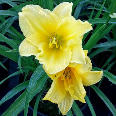 Hemerocallis hybr. Happy Returns