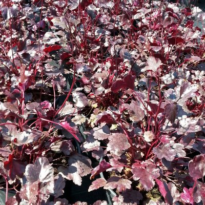 Heuchera hybr. Plum Pudding