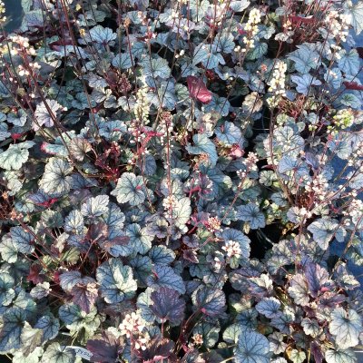 Heuchera hybr. Silver Scrolls ®
