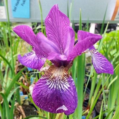 Iris sibirica Sparkling Rose, Rabattiris