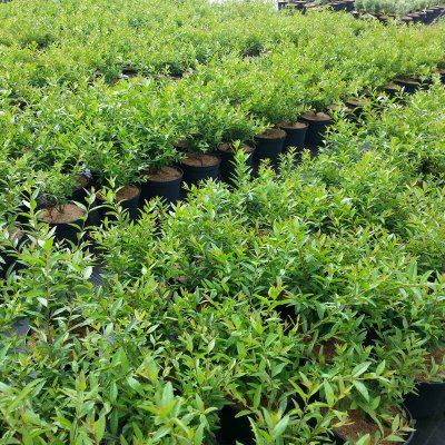 Ligustrum vulgare Lodense