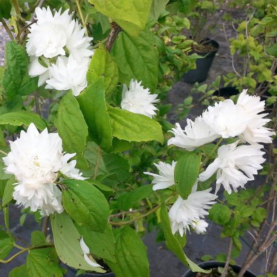 Philadelphus x viriginalis Minnesota Snowflake, Kameliaschersmin, C5