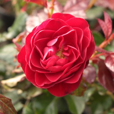 floribunda Carl Philip ® (Korpeahn), Floribundaros, C4