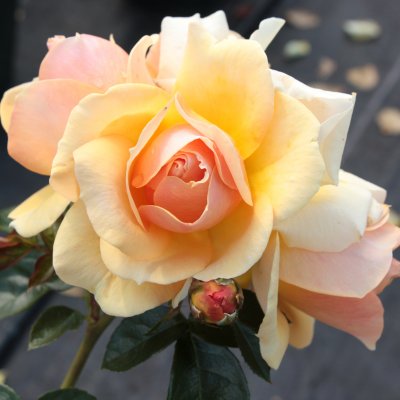 floribunda Hansestadt Rostock ® (Tan04603), Floribundaros, C4