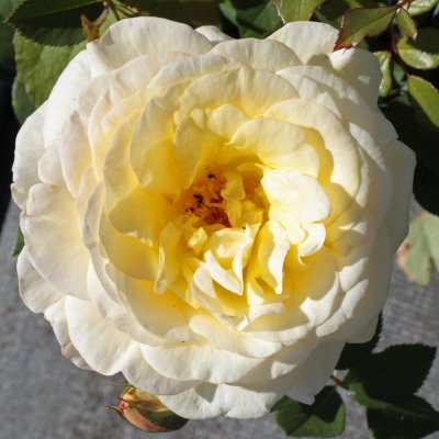 mini-flora Stockholm ™ (Stockholms Slott, Poulcas033), Rabattros, C4