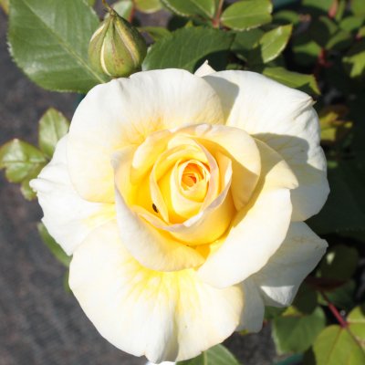 mini-flora Stockholm ™ (Stockholms Slott, Poulcas033), Rabattros, C4