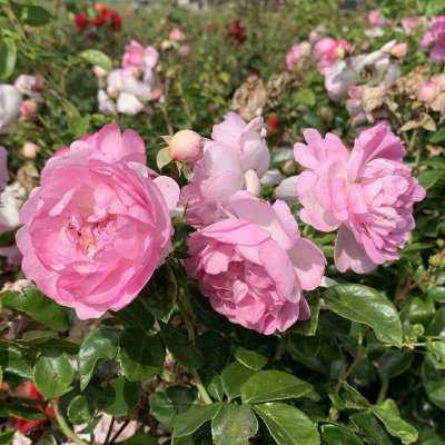 Rosa Jasmina ®